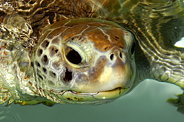 Olive Ridley turtle (Lepidochelys olivacea), Center for sea turtle protection, TAMAR project, Arembepe, Bahia, Brazil, South America