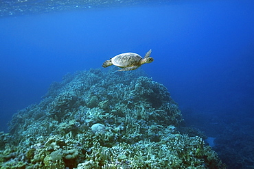 Green sea turtle (Chelonia mydas), Rongelap, Marshall Islands, Micronesia, Pacific