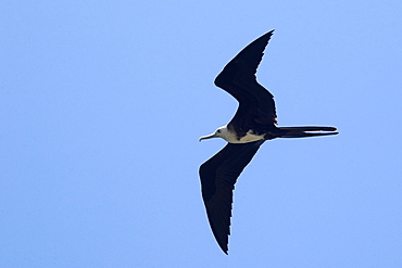 Magnificent frigate bird (Fregata magnificens) flying, Fernando de Noronha, Pernambuco, Brazil, South America