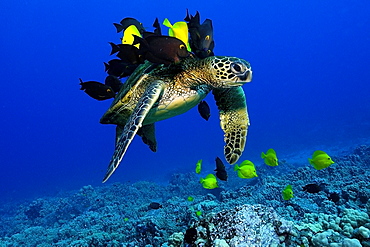 Green sea turtle (Chelonia mydas) gets cleaned by yellow tangs (Zebrasoma flavescens) and lined bristletooth (Ctenochaetus striatus), Kailua-Kona, Hawaii, United States of America, Pacific