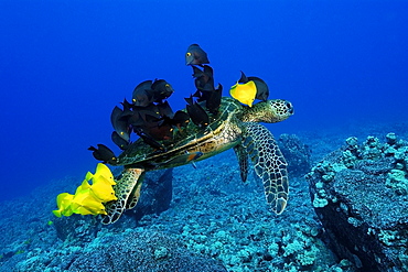 Green sea turtle (Chelonia mydas) gets cleaned by yellow tangs (Zebrasoma flavescens) and lined bristletooth (Ctenochaetus striatus), Kailua-Kona, Hawaii, United States of America, Pacific