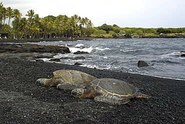 Green sea turtle (Chelonia mydas) resting on shore, Black Sand Beach, Big Island, Hawaii,, United States of America, Pacific