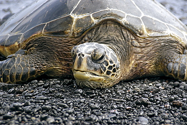 Green sea turtle (Chelonia mydas) resting on shore, Black Sand Beach, Big Island, Hawaii,, United States of America, Pacific