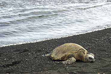 Green sea turtle (Chelonia mydas) resting on shore, Black Sand Beach, Big Island, Hawaii,, United States of America, Pacific