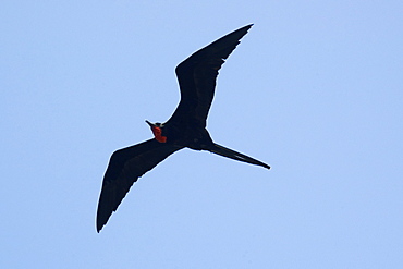 Magnificent frigate bird (Fregata magnificens) flying, Fernando de Noronha, Pernambuco, Brazil, South America