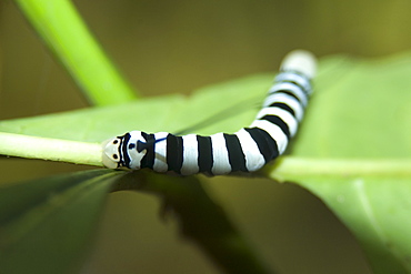 Sphingidae moth  larvae on leaf, Mamiraua sustainable development reserve, Amazonas, Brazil, South America