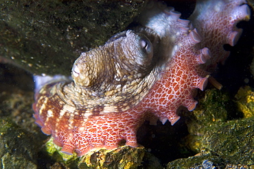 Octopus (Octopus insularis), St. Peter and St. Paul's rocks, Brazil, South America