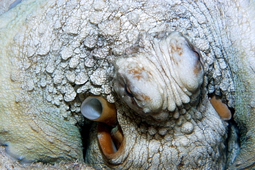 Reef octopus (Octopus cyanea) eye and siphon detail, Rongelap, Marshall Islands, Micronesia, Pacific