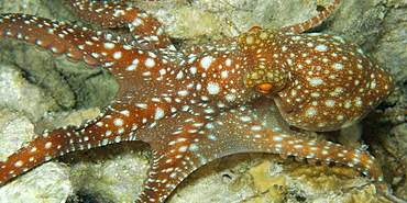 Starry night octopus (Octopus luteus) foraging on coral reef at night,  Malapascua, Cebu, Philippines, Visayan Sea, Southeast Asia, Asia