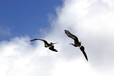 Magnificent frigate bird (Fregata magnificens) interacting while flying, Fernando de Noronha, Pernambuco, Brazil, South America