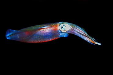 Oval squid (Sepioteuthis lessoniana), Sea Cave, Oahu, Hawaii, United States of America, Pacific