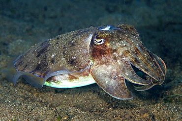 Needle cuttlefish (Sepia aculeata), Dumaguete, Negros Island, Philippines, Southeast Asia, Asia