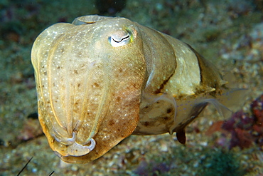 Broadband cuttlefish (Sepia latimanus) in sandy bottom, Gato Island, Cebu, Philippines, Southeast Asia, Asia