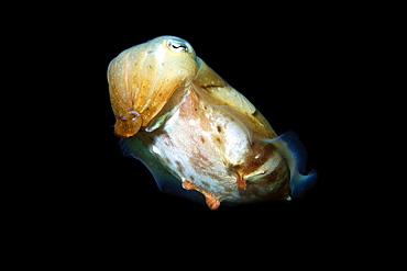 Broadband cuttlefish (Sepia latimanus), Gato Island, Cebu, Philippines, Southeast Asia, Asia