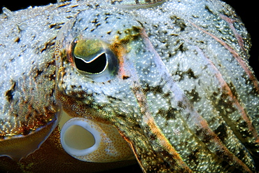 Needle cuttlefish (Sepia aculeata) eye and siphon, Dumaguete, Negros Island, Philippines, Southeast Asia, Asia