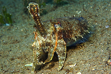 Reef cuttlefish, Sepia sp., Masaplod, Dumaguete, Negros Island, Philippines, Southeast Asia, Asia
