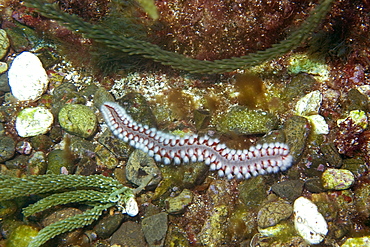 Bearded fireworm (Hermodice carunculata), St. Peter and St. Paul's rocks, Brazil, South America