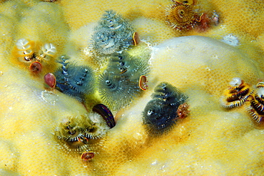 Christmas tree worms (Spirobranchus giganteus) on lobe coral (Porites lobata), Namu atoll, Marshall Islands, Pacific