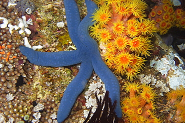 Blue sea star (Linckia laevigata) and orange cup coral (Tubastrea faulkneri) at night, West Escarceo, Puerto Galera, Mindoro, Philippines, Southeast Asia, Asia