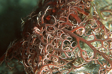 Basket star (Astrophyton muricatum) at night, Abrolhos National Marine Sanctuary, Bahia, Brazil, South America