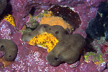 Brown encrusting sponges (Chondrosia collectrix) and yellow encrusting sponges (Didiscus oxeata), St. Peter and St. Paul's rocks, Brazil, South America