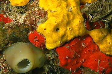 Ascidian next to yellow and red encrusting sponges, West Escarceo, Puerto Galera, Mindoro, Philippines, Southeast Asia, Asia