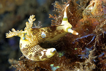 Lined nembrotha (Nembrotha lineolata), Atlantis house reef, Dumaguete, Negros Island, Philippines, Southeast Asia, Asia