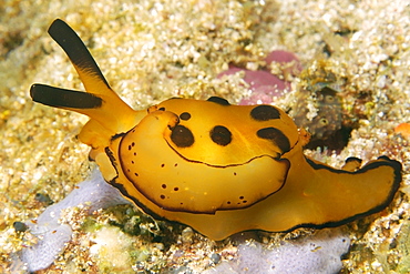 Pleurobranch sidegill slug (Berthella martensi), Puerto Galera, Mindoro, Philippines, Southeast Asia, Asia
