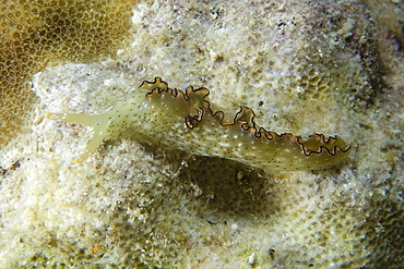 Sap-sucking sea slug (Elysia ornata), Malapascua, Cebu, Philippines, Southeast Asia, Asia