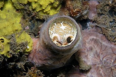 Vermetid worm shell (Dendropoma maxima), peeks out of burrow, Dumaguete, Negros Island, Philippines, Southeast Asia, Asia