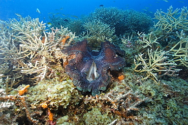 Giant clam (Tridacna gigas), Rongelap, Marshall Islands, Micronesia, Pacific