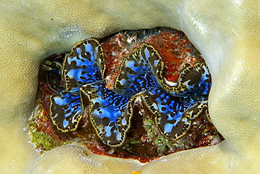 Small giant clam (Tridacna maxima) surrounded by lobe coral (Porites lutea), Namu atoll, Marshall Islands, Pacific