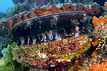 Thorny oyster (Spondylus varius), Namu Atoll, Marshall Islands, Micronesia, Pacific