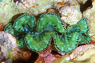 Small giant clam (Tridacna maxima), Namu atoll, Marshall Islands, Pacific