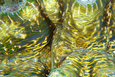 Horseshoe clam (Hippopus hippopus) mantle detail, Namu Atoll, Marshall Islands, Pacific