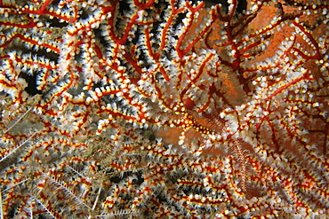 Sea fan (Solenocaulon sp.), Dumaguete, Negros Island, Philippines, Southeast Asia, Asia