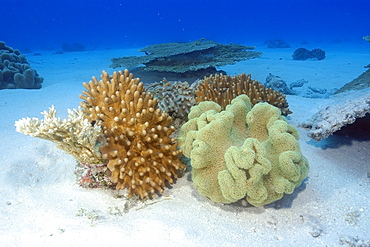 Soft corals (Lobophytum sp.) (Sarcophytum sp.) Rongelap, Marshall Islands, Micronesia, Pacific