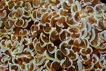 Green anchor (hammer coral) (Euphyllia ancora), Dumaguete, Negros, Philippines, Visayan sea, Southeast Asia, Asia