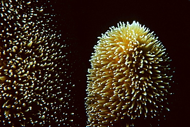 Pillar coral (Dendrogyra cylindrus) at night, Islamorada, Florida, United States of America, Atlantic, North America