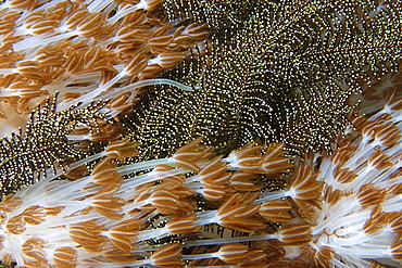 Flower soft coral (Xenia sp.), and feather star, Gato Island, Cebu, Philippines, Southeast Asia, Asia