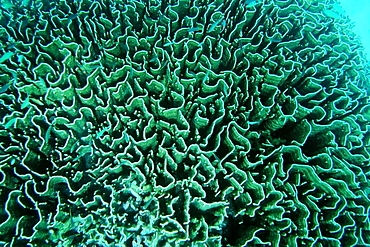 Fire coral, scenic  Similan Islands, Thailand, Andaman Sea, Southeast Asia, Asia