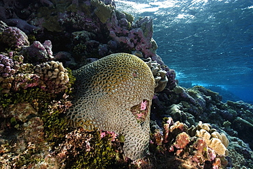 Massive faviid coral colony, Rongelap, Marshall Islands, Micronesia, Pacific