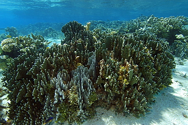 Blue coral (Heliopora coerulea), Namu atoll, Marshall Islands, Pacific