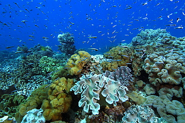 Juvenile fish hover over coral reef, Rocky Point, Apo island Marine Reserve, Philippines, Southeast Asia, Asia
