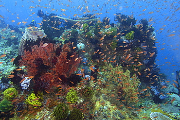 Highly diverse coral head, including hard and soft corals, feather stars, and anthias, Kilima steps, Puerto Galera, Mindoro, Philippines, Southeast Asia, Asia
