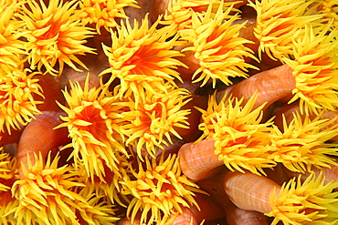 Orange cup coral (Tubastrea faulkneri), open polyps at night, West Escarceo, Puerto Galera, Mindoro, Philippines, Southeast Asia, Asia
