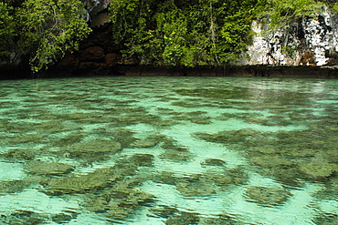 Shallow coral lagoon, Rock Islands, Palau, Caroline Islands, Micronesia, Pacific Ocean, Pacific