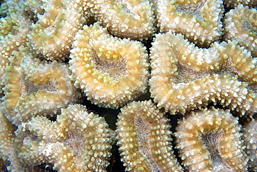 Coral (Lobophyllia corymbosa), Ailuk atoll, Marshall Islands, Pacific