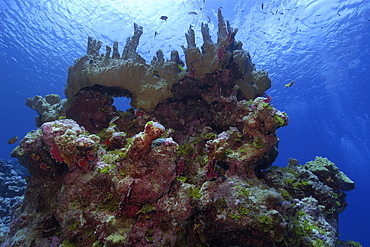 Fire coral (Millepora platyphylla), Ailuk atoll, Marshall Islands, Pacific