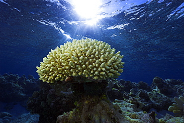 Coral (Acropora sp.), Ailuk atoll, Marshall Islands, Pacific